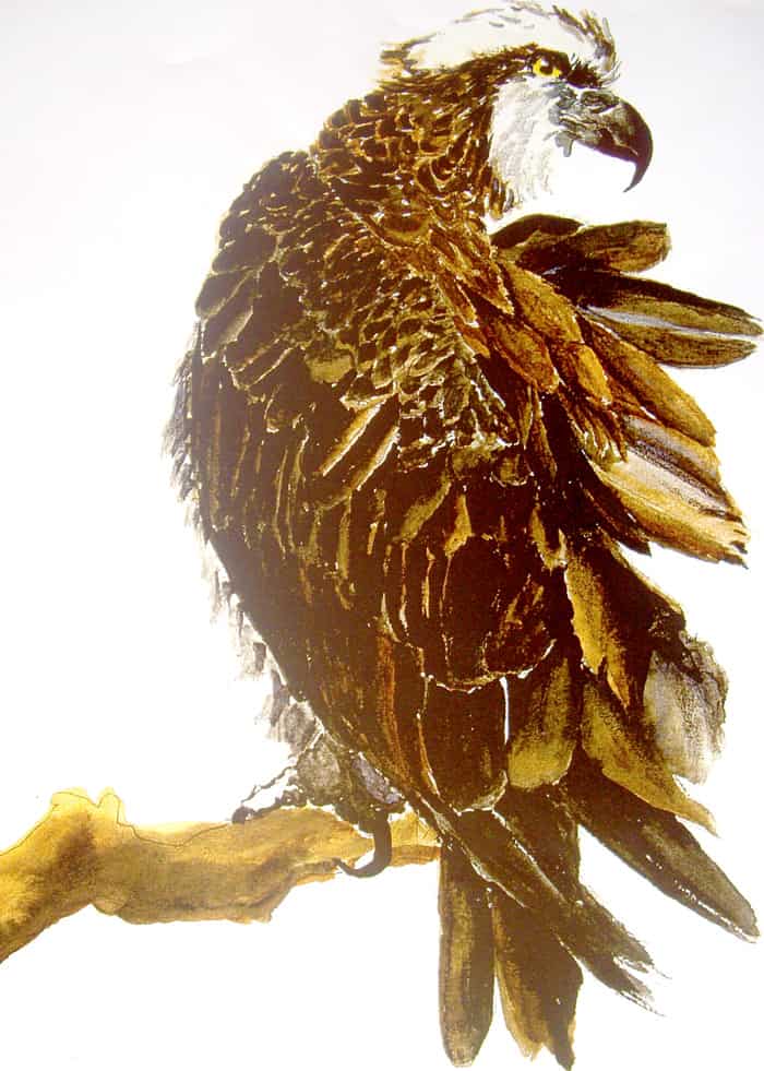 You are currently viewing Balbuzard Pêcheur