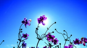 Lire la suite à propos de l’article Fleurs transparentes