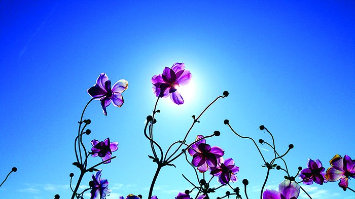 You are currently viewing Fleurs transparentes