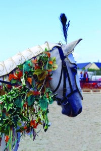 Lire la suite à propos de l’article Plumes Cheval