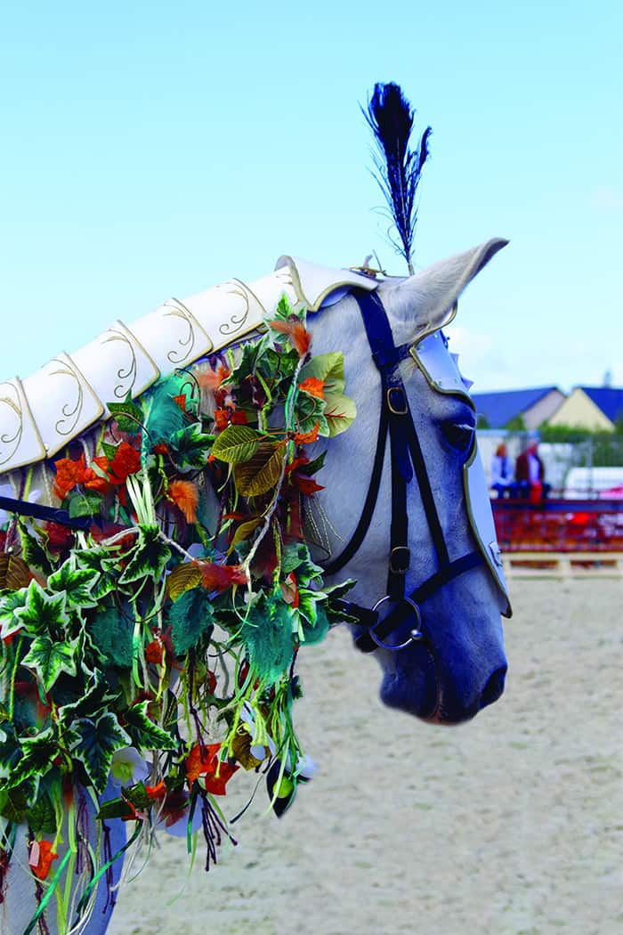 You are currently viewing Plumes Cheval