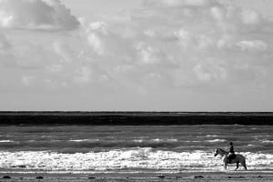 Lire la suite à propos de l’article cheval-mer