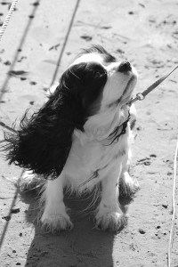Lire la suite à propos de l’article gentil-chien