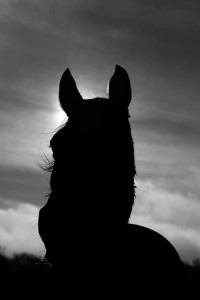 Lire la suite à propos de l’article Sublime Cheval