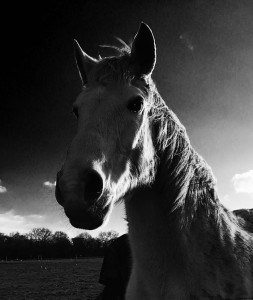 Lire la suite à propos de l’article cheval 2