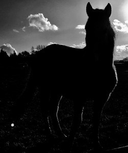 Lire la suite à propos de l’article cheval 1