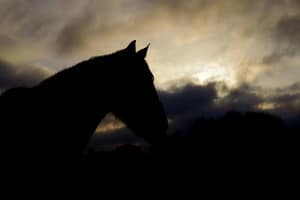 Lire la suite à propos de l’article Cheval au couché