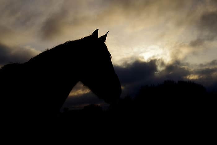Vous consultez actuellement Cheval au couché