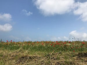 Lire la suite à propos de l’article coquelicots
