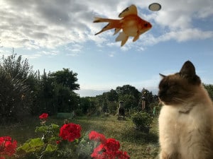 Lire la suite à propos de l’article cinechat
