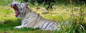 Lire la suite à propos de l’article tigre