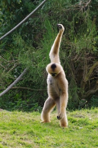 Lire la suite à propos de l’article singe
