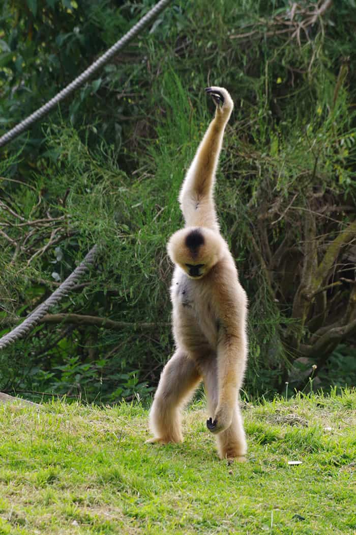 Vous consultez actuellement singe