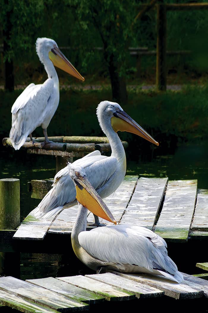 You are currently viewing Pelicans