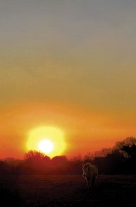 Lire la suite à propos de l’article soleil