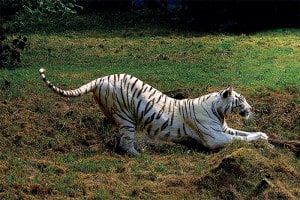 Lire la suite à propos de l’article tigre-blanc-ronron