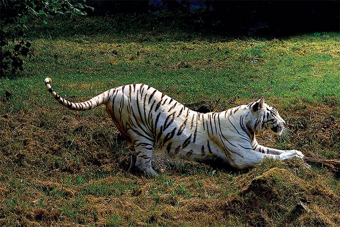 Vous consultez actuellement tigre-blanc-ronron