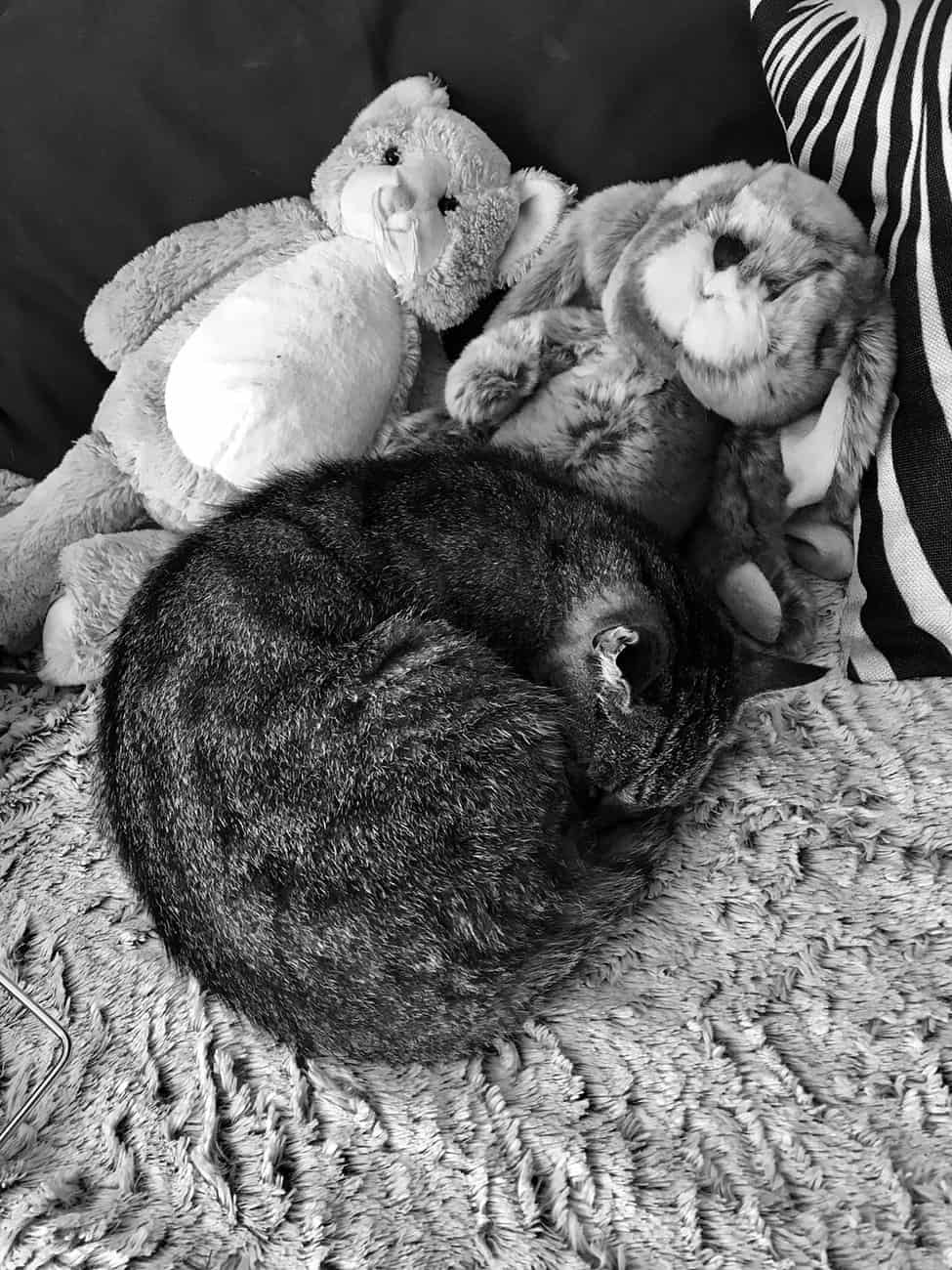 You are currently viewing Chat Peluche