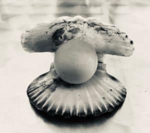 Lire la suite à propos de l’article Coquillage
