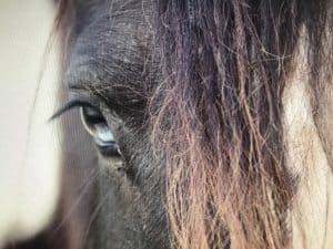 Lire la suite à propos de l’article Cheval