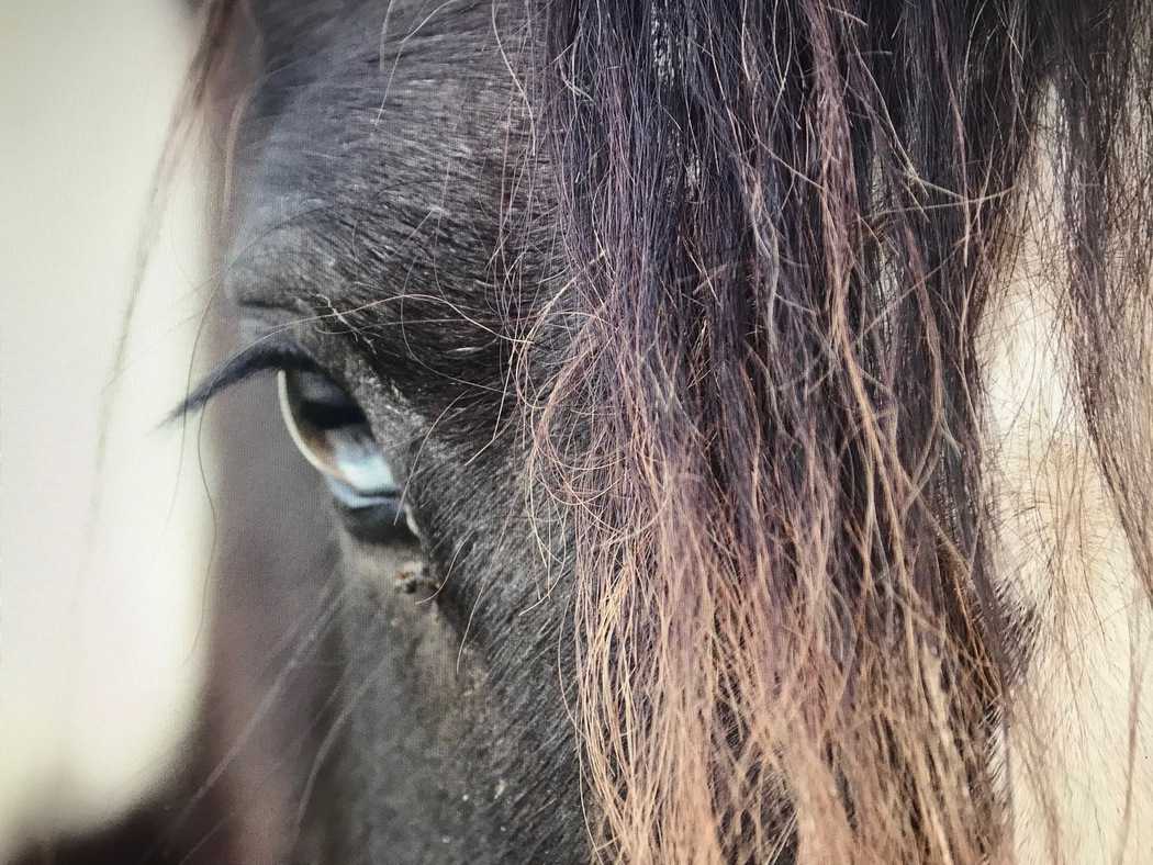 You are currently viewing Cheval