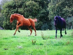 Lire la suite à propos de l’article Chevaux