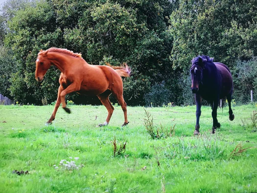You are currently viewing Chevaux