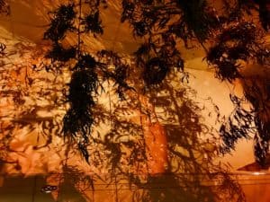 Lire la suite à propos de l’article L&rsquo;ombre plante
