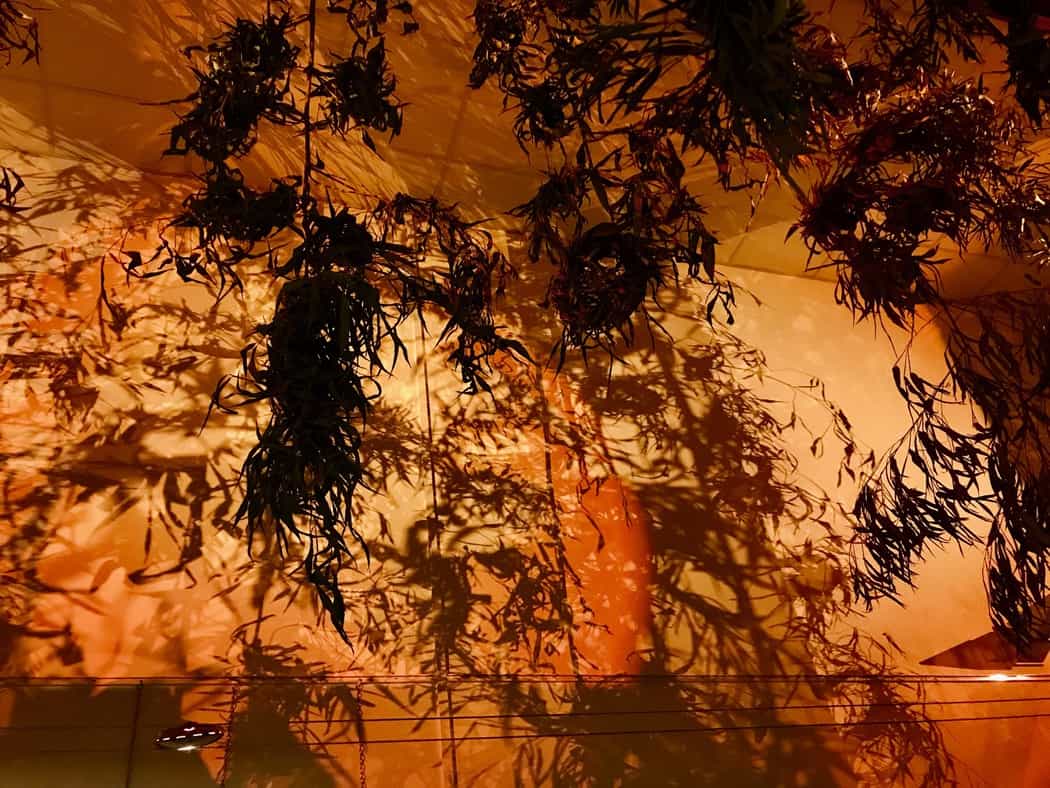 You are currently viewing L&rsquo;ombre plante