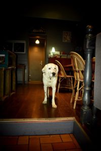Lire la suite à propos de l’article Chien