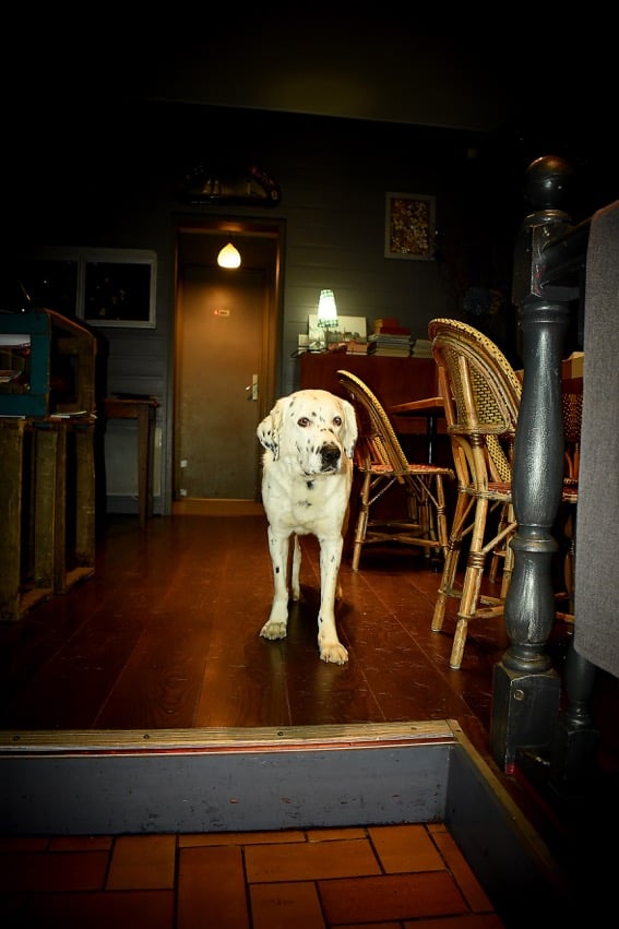 You are currently viewing Chien