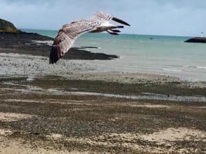Lire la suite à propos de l’article Mouette