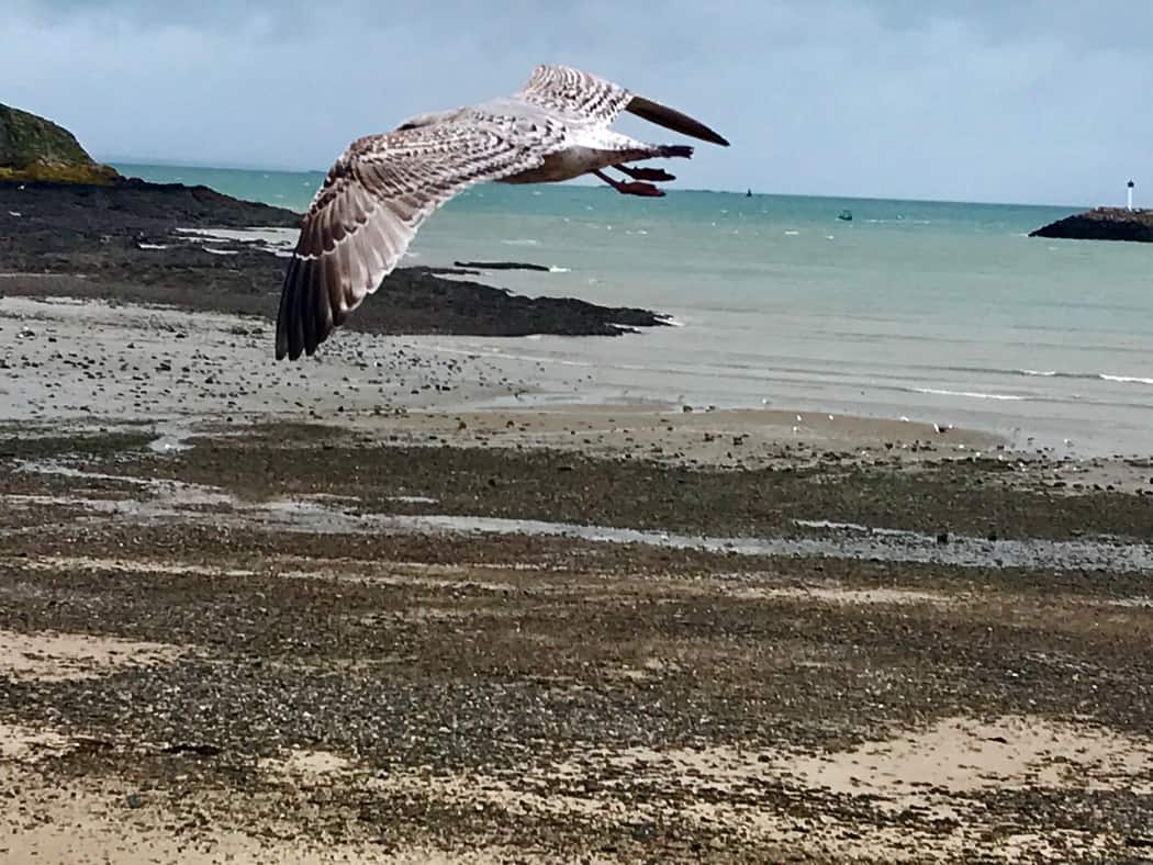 Vous consultez actuellement Mouette