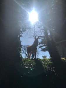 Lire la suite à propos de l’article Sun donkey