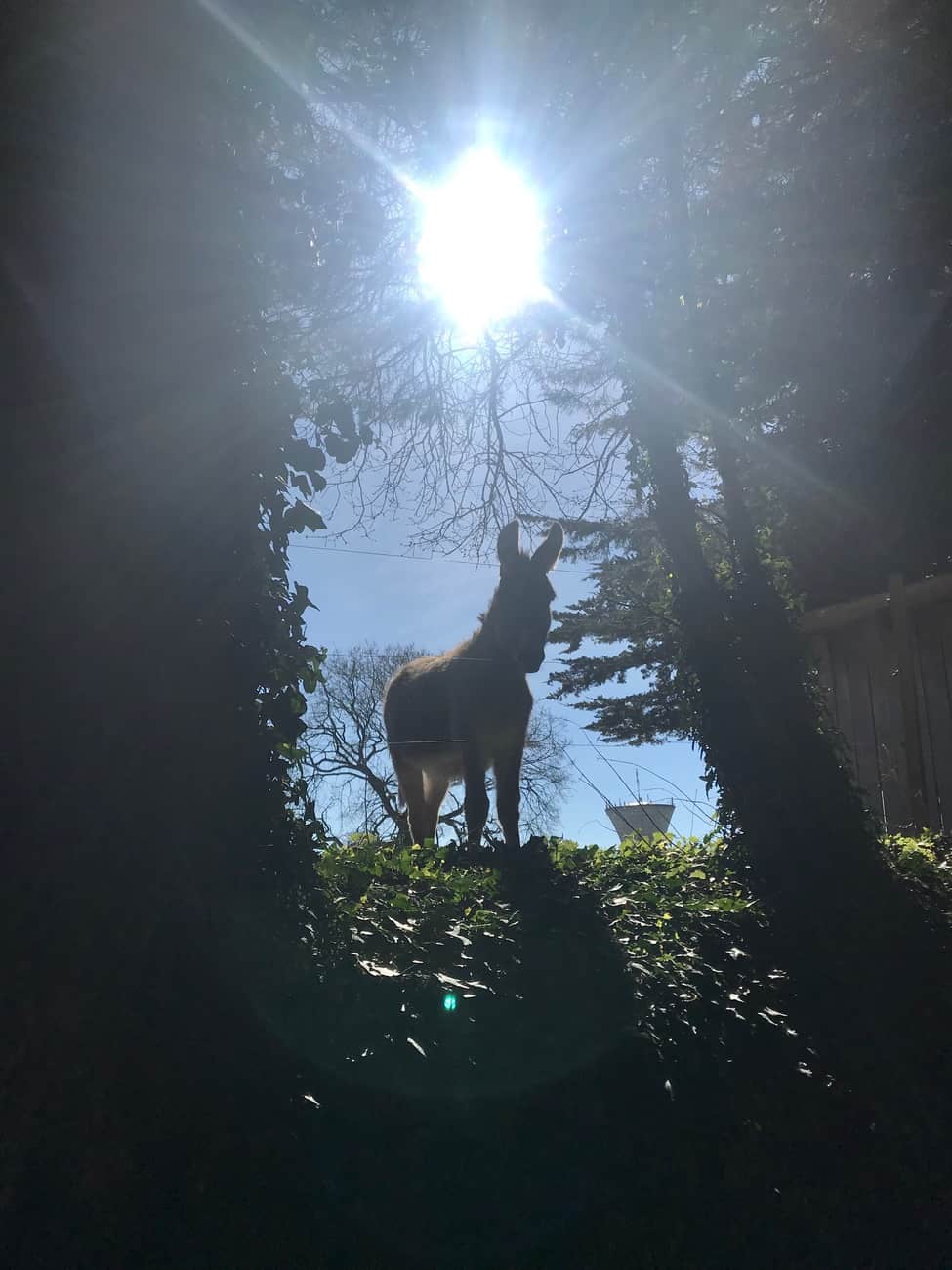 You are currently viewing Sun donkey