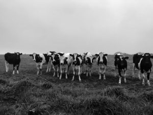 Lire la suite à propos de l’article Vaches
