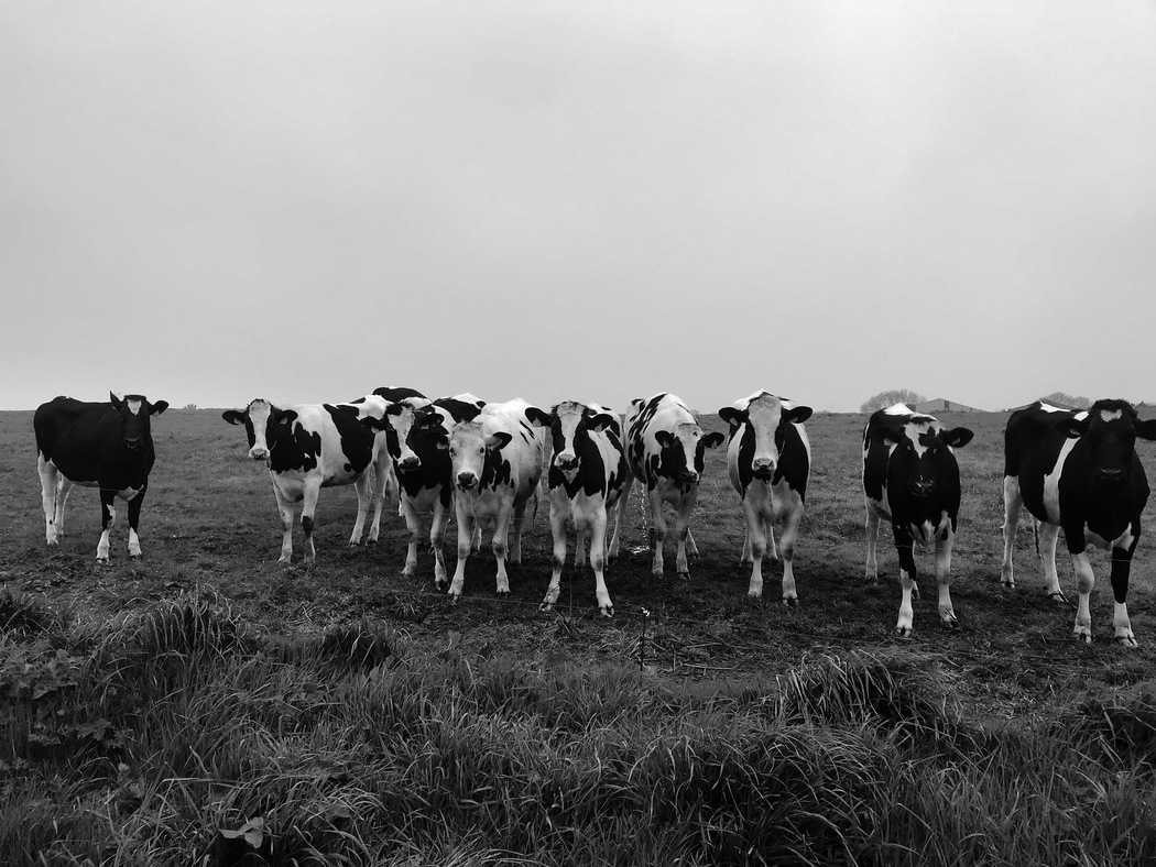 Vous consultez actuellement Vaches
