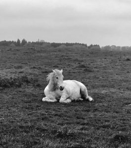 Lire la suite à propos de l’article Cheval