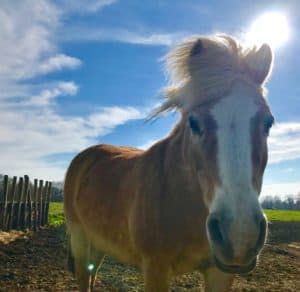 Lire la suite à propos de l’article Cheval