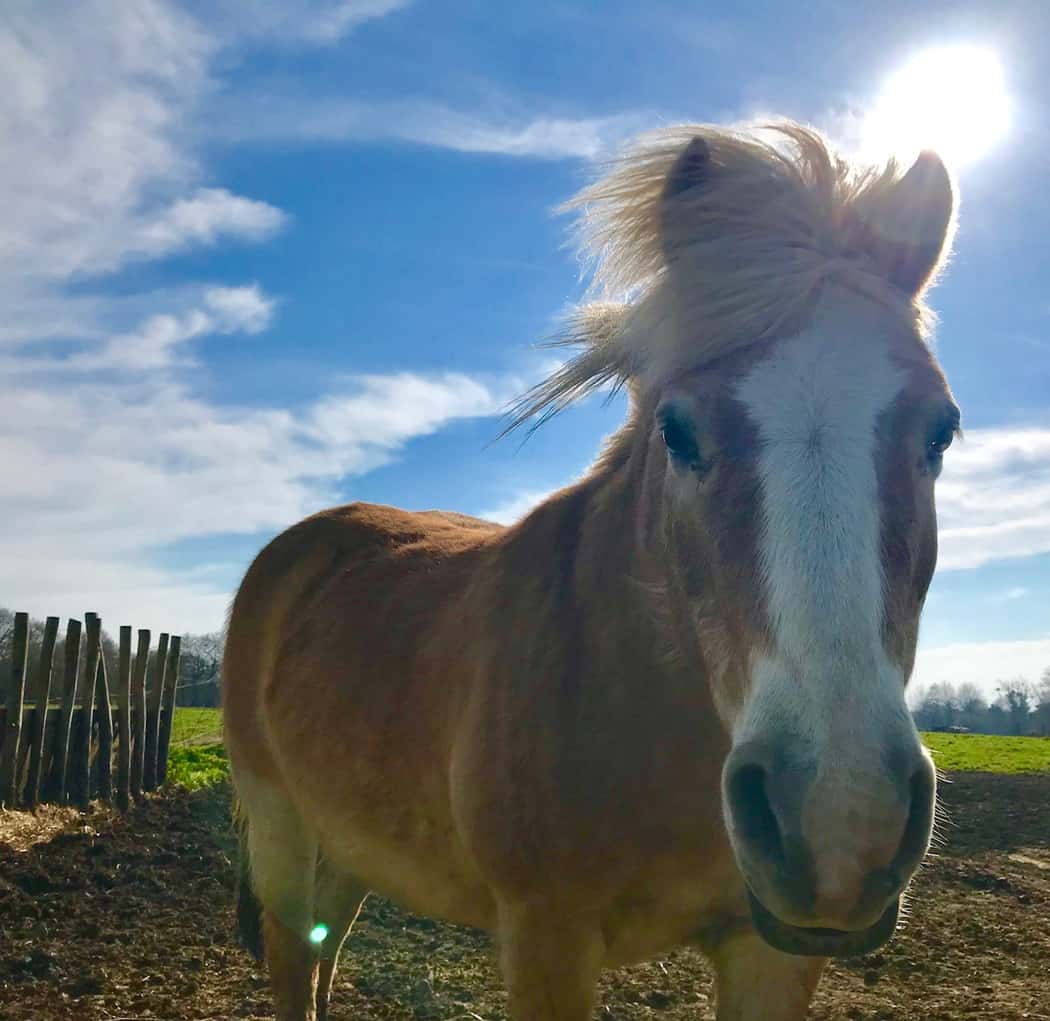 You are currently viewing Cheval