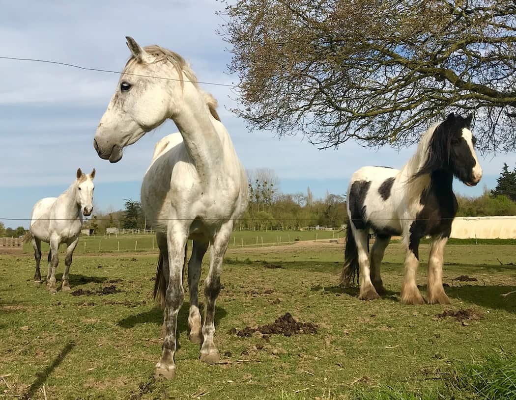 You are currently viewing Chevaux