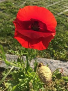 Lire la suite à propos de l’article Fleur