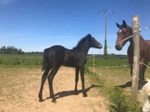 Lire la suite à propos de l’article Poney