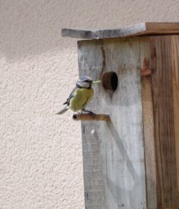 Lire la suite à propos de l’article Oiseau