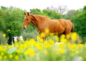 Lire la suite à propos de l’article Cheval