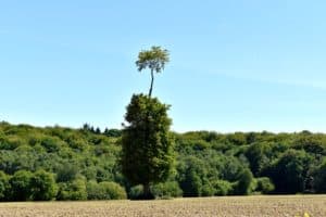 Lire la suite à propos de l’article Arbre