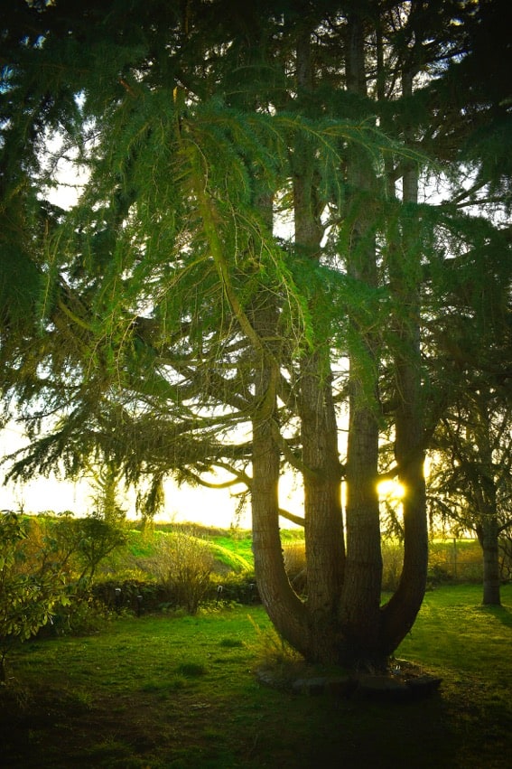 You are currently viewing Arbre Lyre