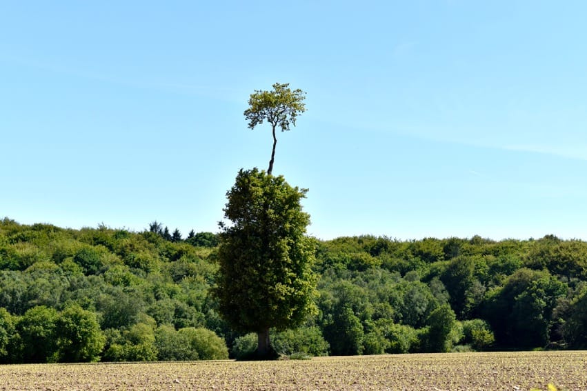 You are currently viewing Arbre