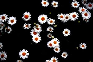 Lire la suite à propos de l’article Marguerites
