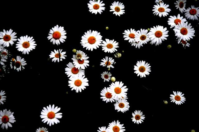 You are currently viewing Marguerites